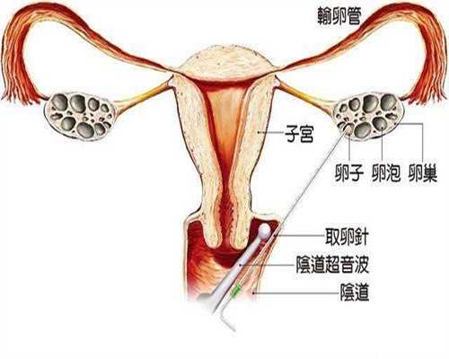 代孕感知胎儿发育 需配合正确按摩手法
