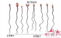 输卵管最狭窄的一段是什么-试管双胞胎费用什么是“羊水栓塞”